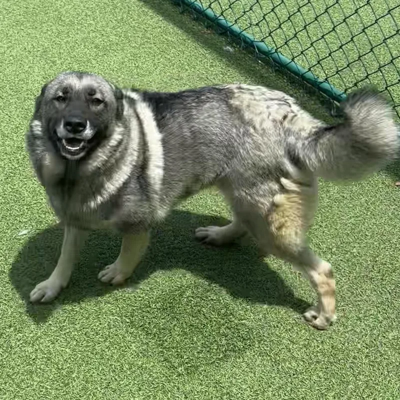 An adult medium-sized female Yellow / Tan / Blond / Fawn Norwegian Elkhound dog named Astrid for adoption in LOXAHATCHEE, FL