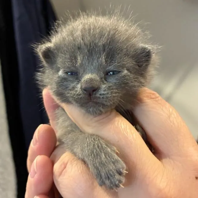 A baby small-sized male Gray / Blue / Silver Domestic Short Hair cat named Lennon for adoption in Delaware, OH