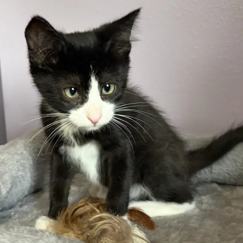 A baby small-sized male Black Domestic Short Hair cat named Felix for adoption in Rochester, MN