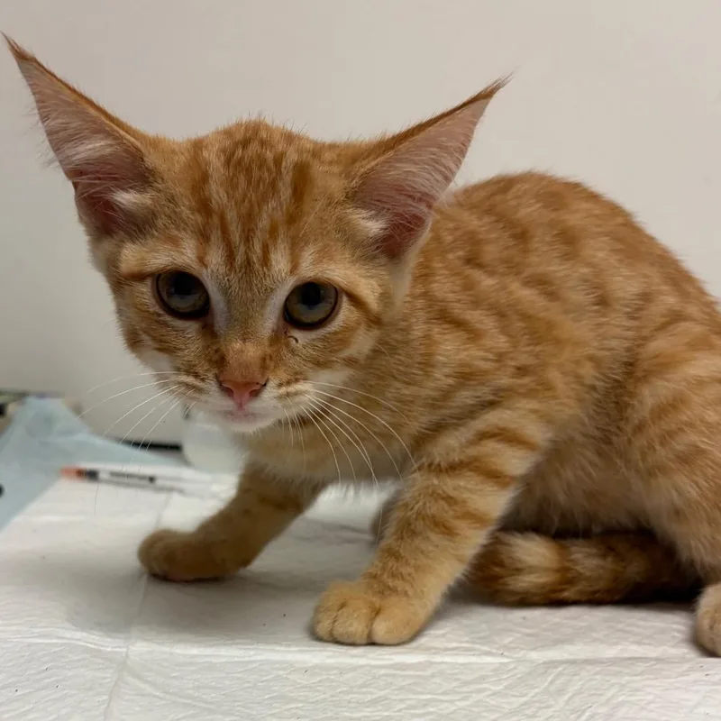 A baby small-sized female Orange / Red Domestic Short Hair cat named Poplet for adoption in Nashville, TN