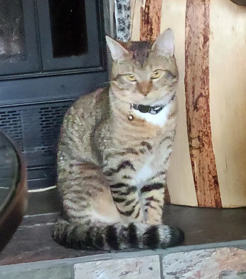 An adult medium-sized male Tabby cat named SKETTI   Offered for adoption in Hillsboro, OR