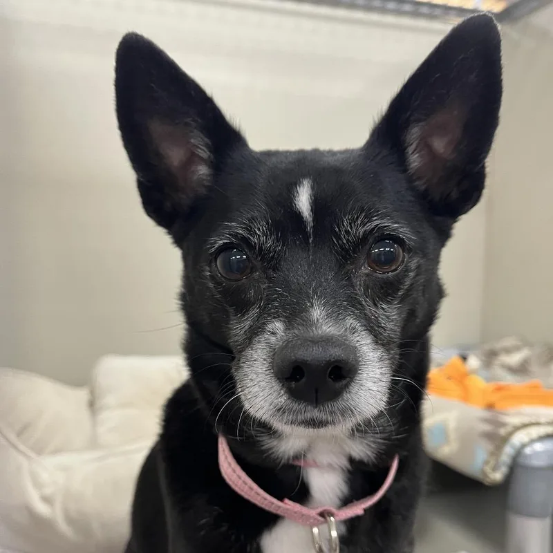 A senior small-sized male Black Chihuahua dog named Papa John for adoption in Las Vegas, NV