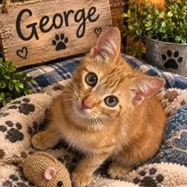 Fred and George thumbnail 4