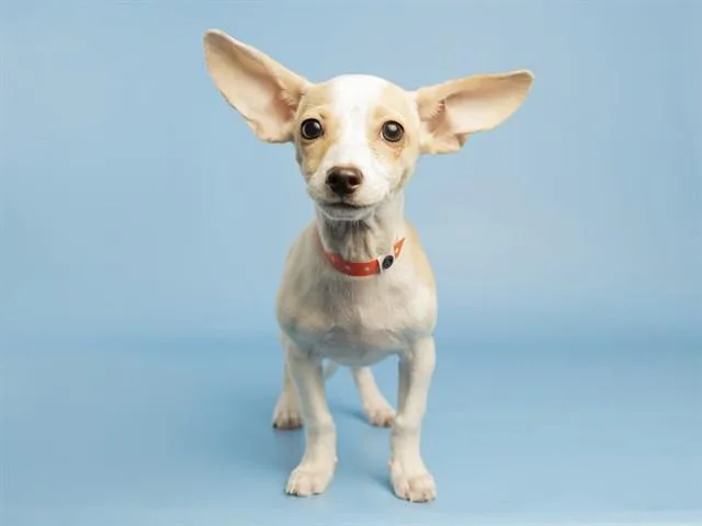 Dumbo