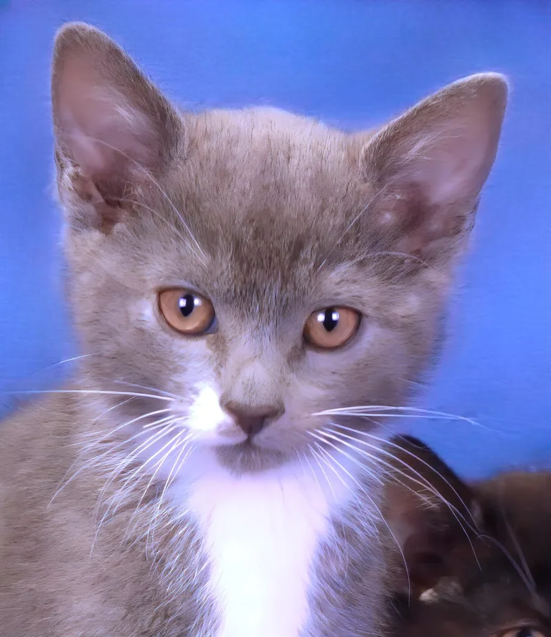 A baby medium-sized male Gray & White Domestic Short Hair cat named Yogi for adoption in Pasadena, CA