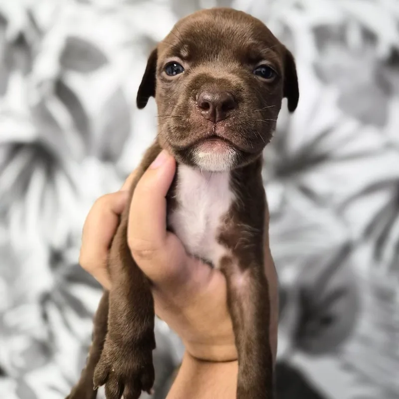 A baby medium-sized female Brown / Chocolate Basset Hound dog named Lucky for adoption in Wahiawa, HI