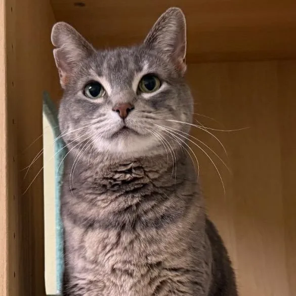 A senior medium-sized female Tabby (Gray / Blue / Silver) Domestic Short Hair cat named Megan for adoption in Amery, WI