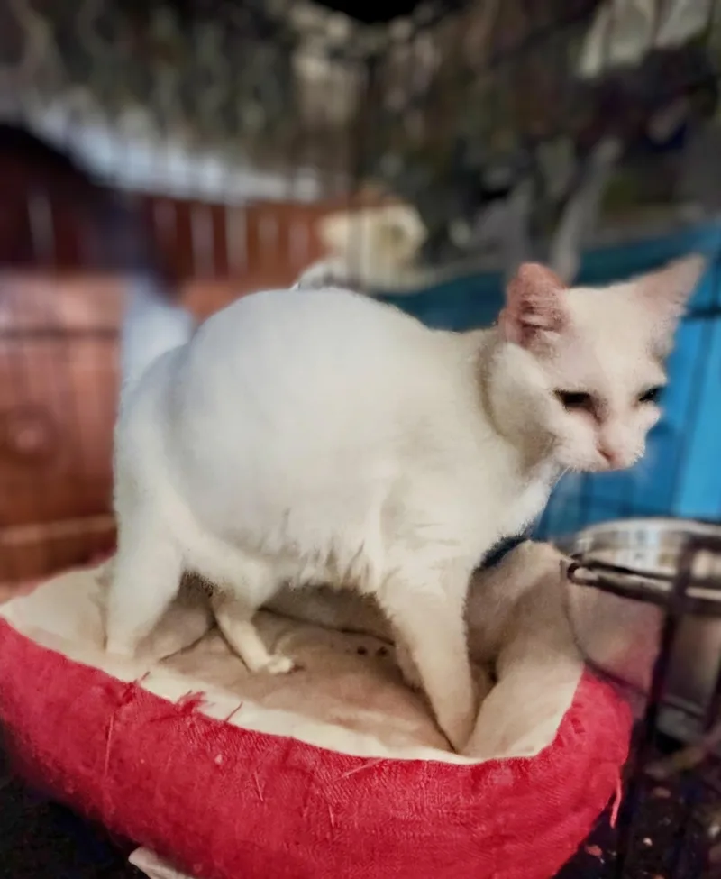 An adult medium-sized female White Domestic Short Hair cat named Betty for adoption in Syosset, NY