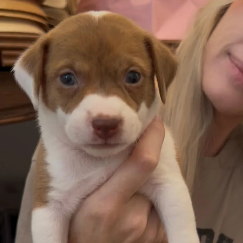 Louie thumbnail 2