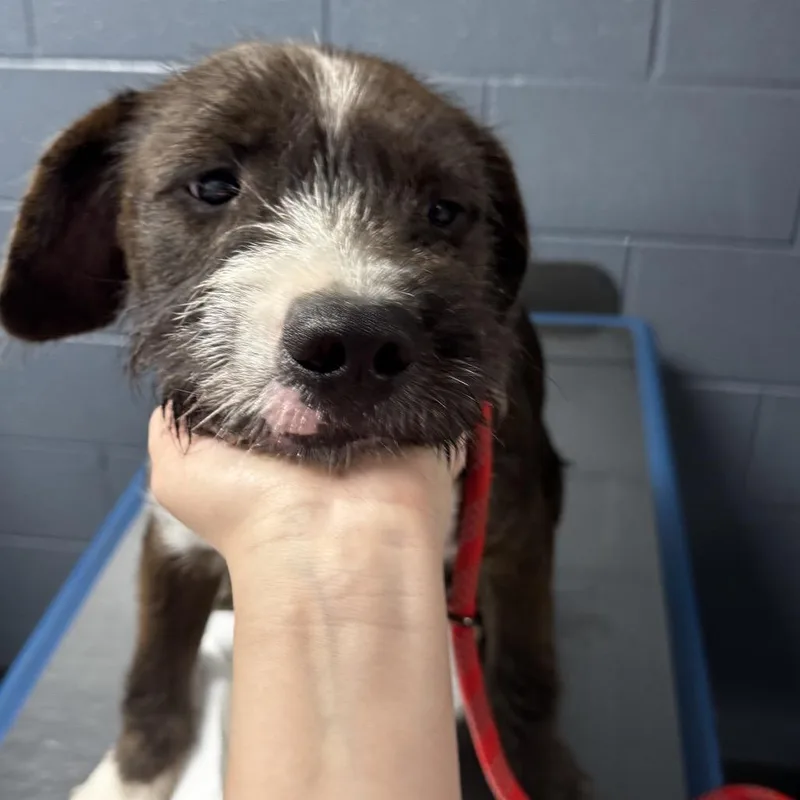 A young medium-sized male White / Cream Pit Bull Terrier dog named Chunk for adoption in St Joseph, MO