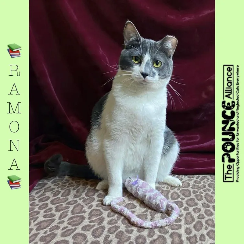 An adult small-sized female Gray & White Domestic Short Hair cat named Ramona for adoption in Liberty Lake, WA