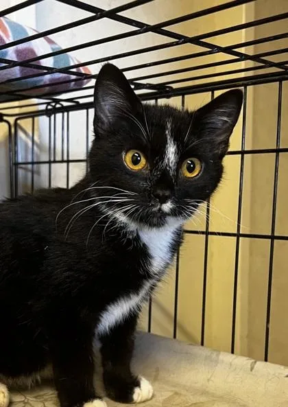 An adult small-sized male Domestic Short Hair cat named Korvo for adoption in Visalia, CA