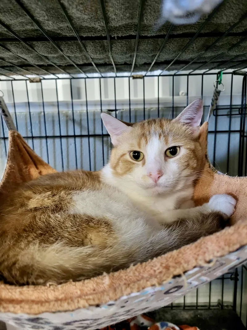 John “quincy” Adams