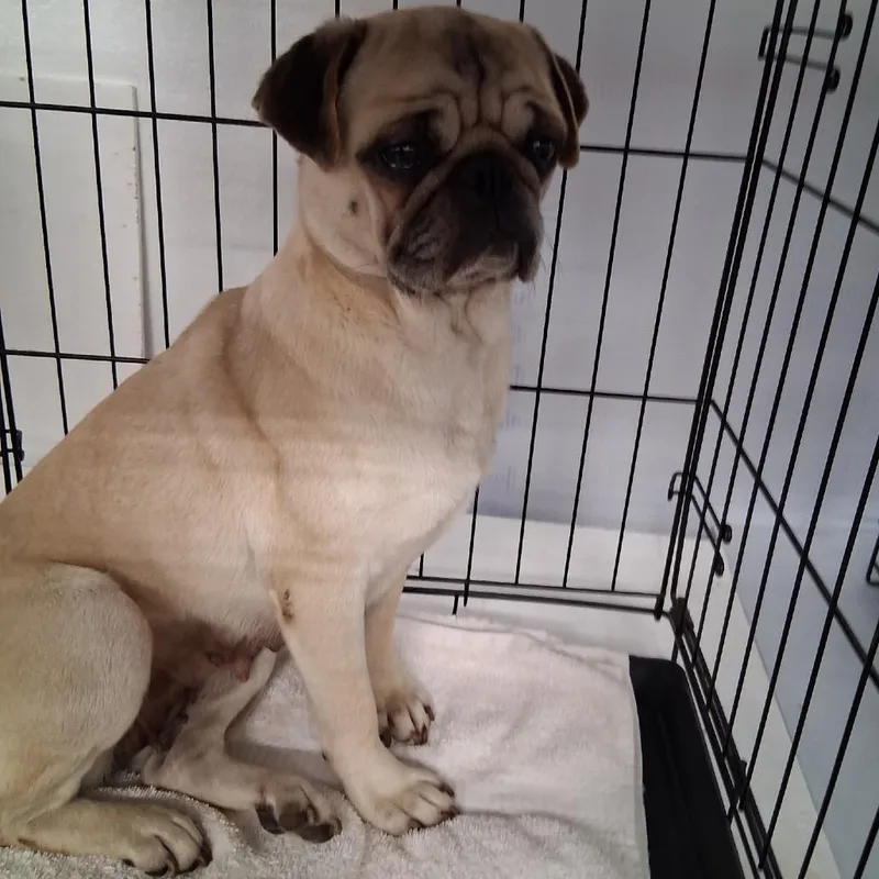 An adult small-sized female Yellow / Tan / Blond / Fawn Pug dog named Mama for adoption in Floresville, TX