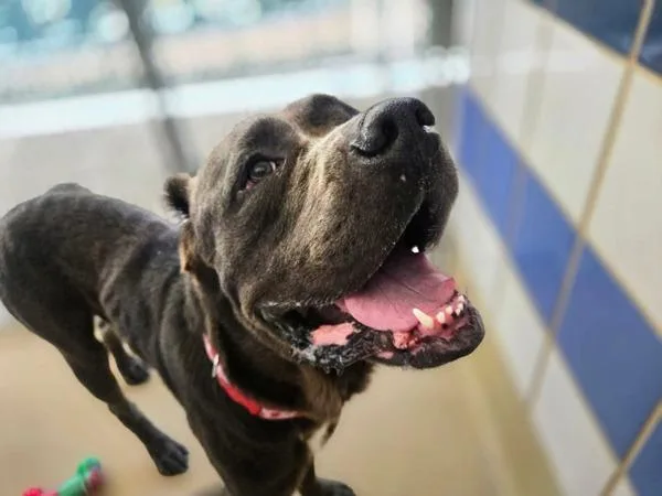 An adult large-sized male Mixed Breed dog named Atlas for adoption in Austin, TX