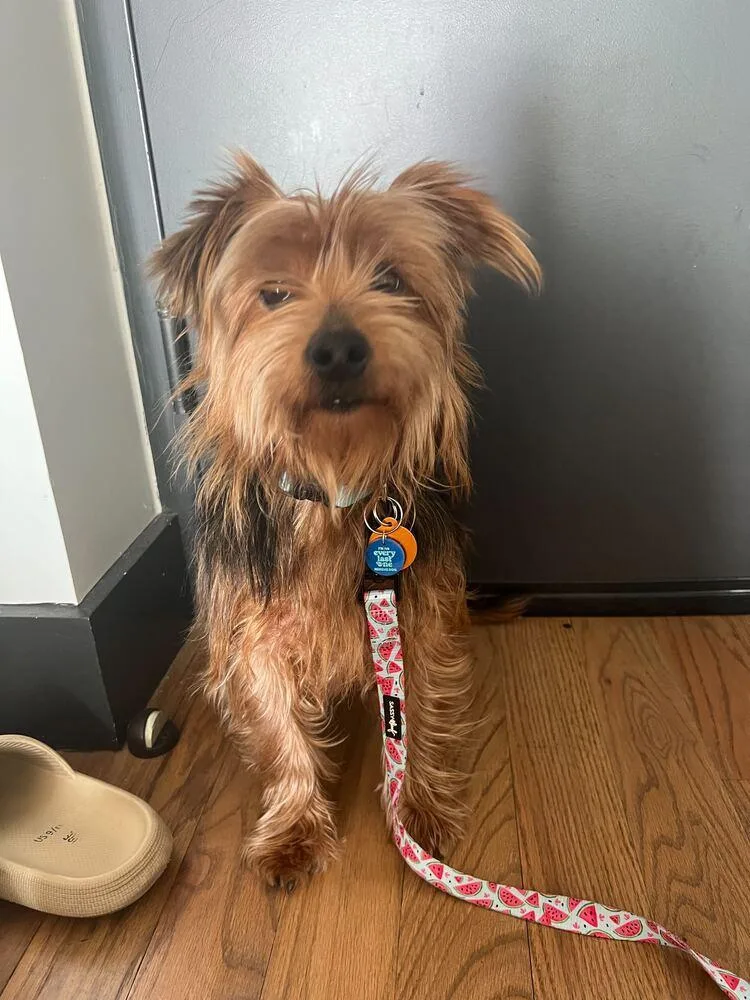 Brooklyn thumbnail 2