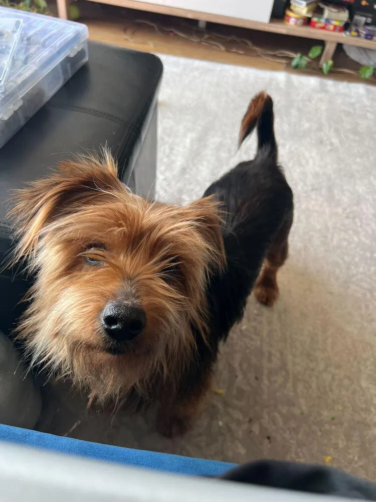 Brooklyn thumbnail 3