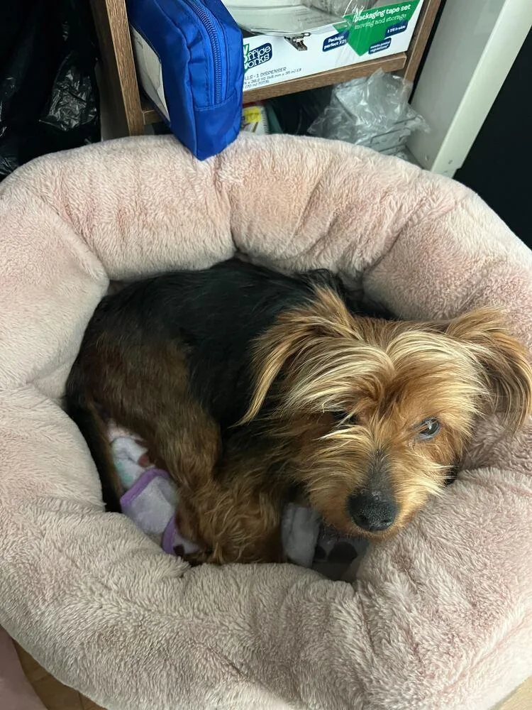 Brooklyn thumbnail 6