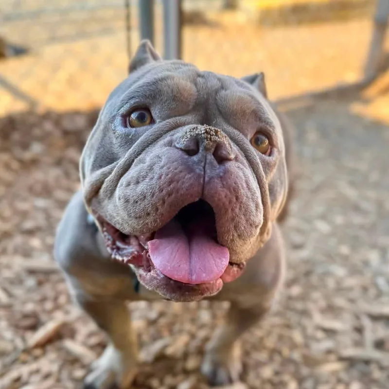An adult medium-sized female Gray / Blue / Silver English Bulldog dog named Fiona for adoption in Tacoma, WA