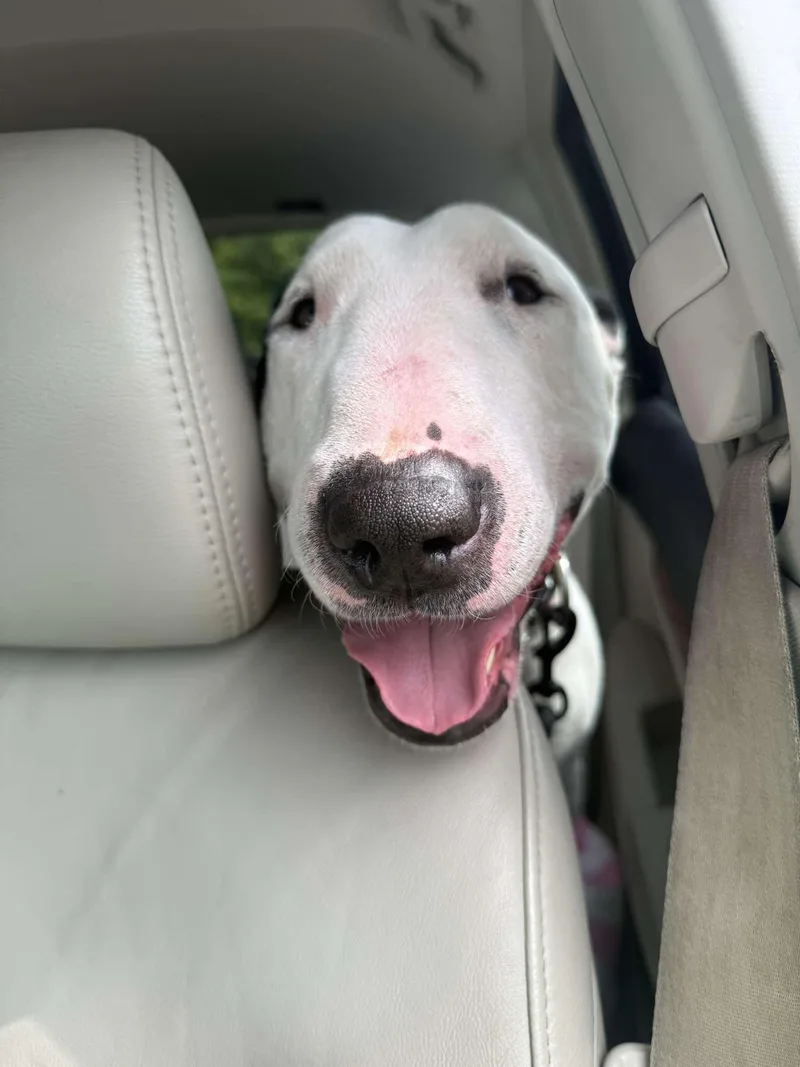 An adult large-sized male Bull Terrier dog named Maximus for adoption in New York, NY