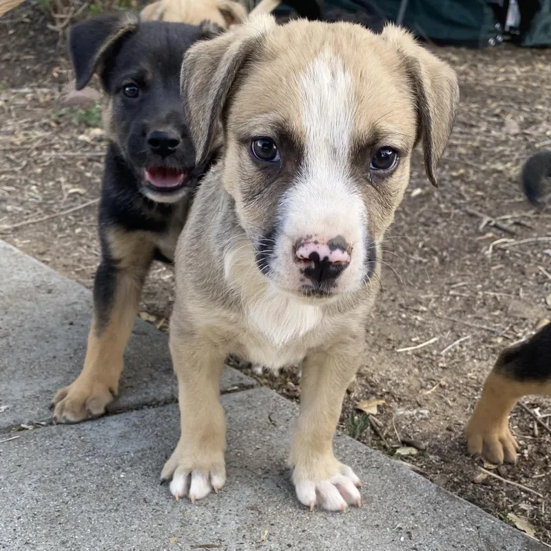 A baby medium-sized male Yellow / Tan / Blond / Fawn Australian Shepherd dog named Dobby for adoption in Escondido, CA