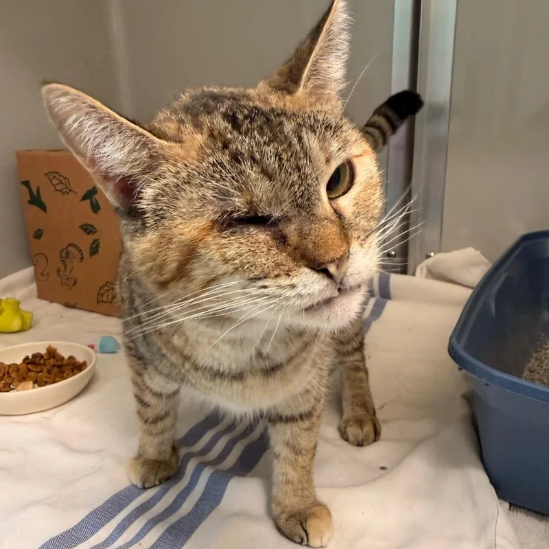 An adult medium-sized female Brown / Chocolate Domestic Short Hair cat named Lucy for adoption in Saint Charles, MO