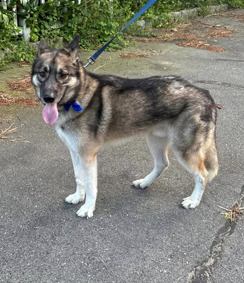 An adult large-sized male German Shepherd Dog dog named Aras for adoption in Old Westbury, NY