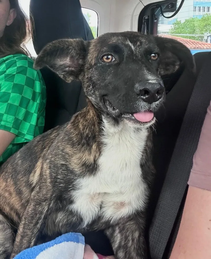 Cheese  The Mellow thumbnail 2