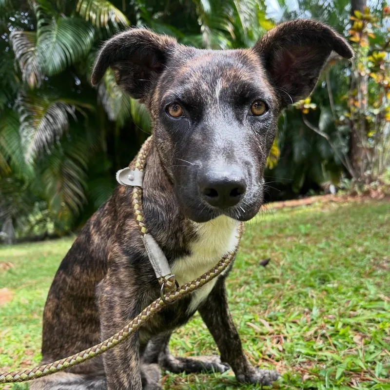 An adult medium-sized male Brindle Dutch Shepherd dog named Cheese  The Mellow for adoption in Carolina, PR