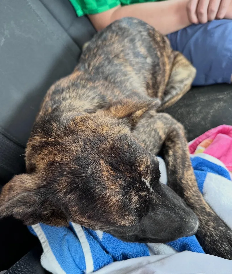 Cheese  The Mellow thumbnail 3