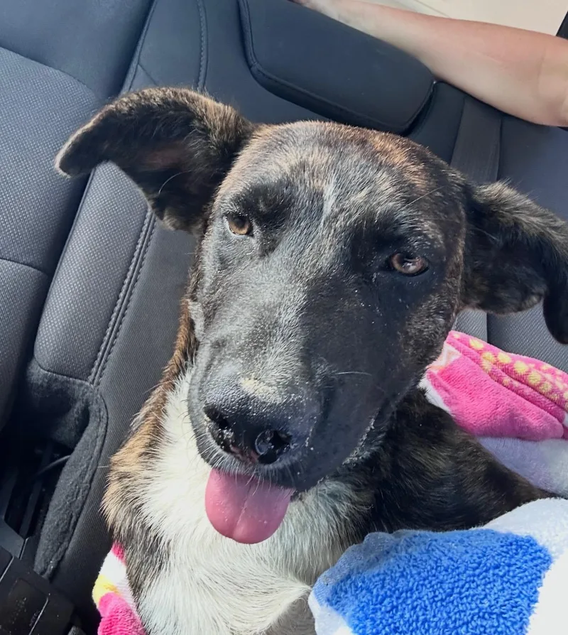 Cheese  The Mellow thumbnail 4