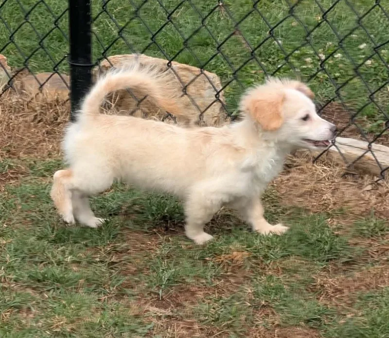 Charlie thumbnail 2