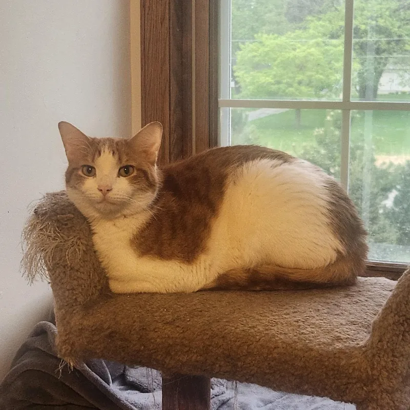 An adult medium-sized male Orange & White Domestic Short Hair cat named Willie for adoption in Menasha, WI