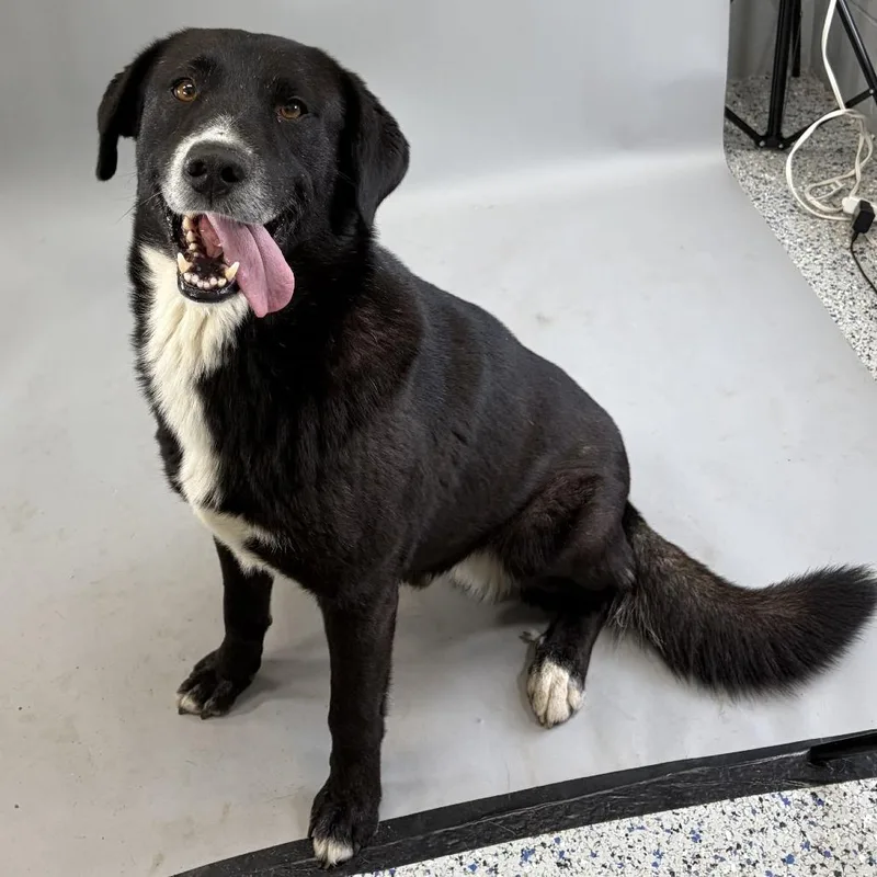 An adult medium-sized male Mixed Breed dog named Qt for adoption in Hughesville, MD
