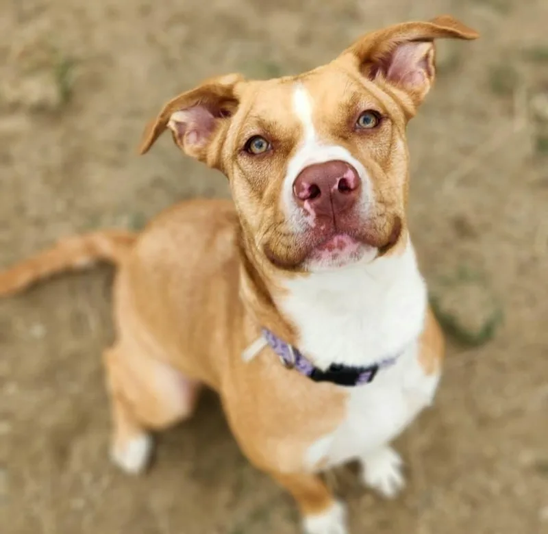 A young medium-sized female Pit Bull Terrier dog named Olivia for adoption in Loveland, CO