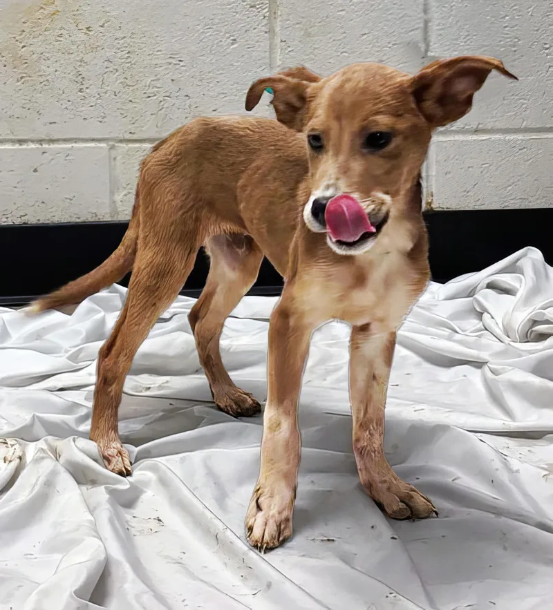 A baby small-sized male Mixed Breed dog named A for adoption in Nashville, TN