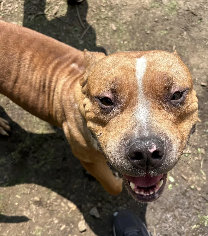 A young medium-sized female White / Cream Pit Bull Terrier dog named Flo for adoption in Yonkers, NY