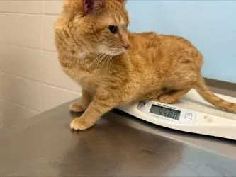 A senior small-sized male Domestic Short Hair cat named Thor for adoption in Woodbury, MN