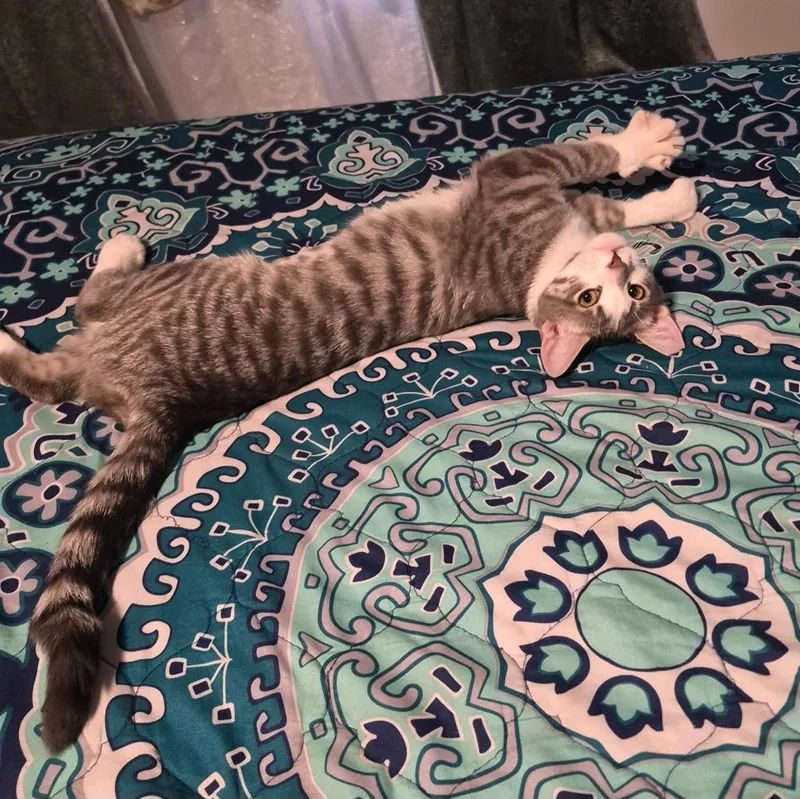 A baby small-sized female Tabby (Gray / Blue / Silver) Domestic Short Hair cat named Coco for adoption in Youngtown, AZ