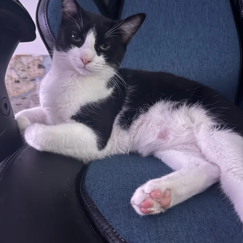 A young medium-sized female Black & White / Tuxedo Domestic Short Hair cat named Missy for adoption in Orange, CA