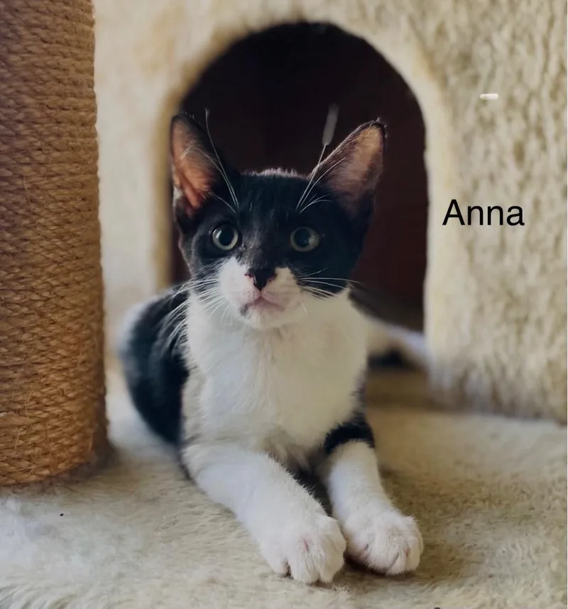 Anna