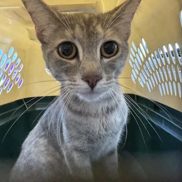 A young small-sized female Domestic Short Hair cat named Wanda for adoption in Des Moines, IA