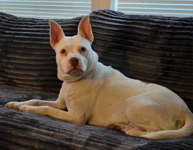 An adult medium-sized female White / Cream Mixed Breed dog named Rosa for adoption in Vassalboro, ME