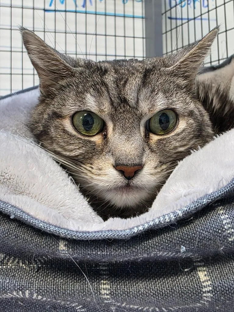 A senior small-sized female British Shorthair cat named Kiki for adoption in Gold Beach, OR