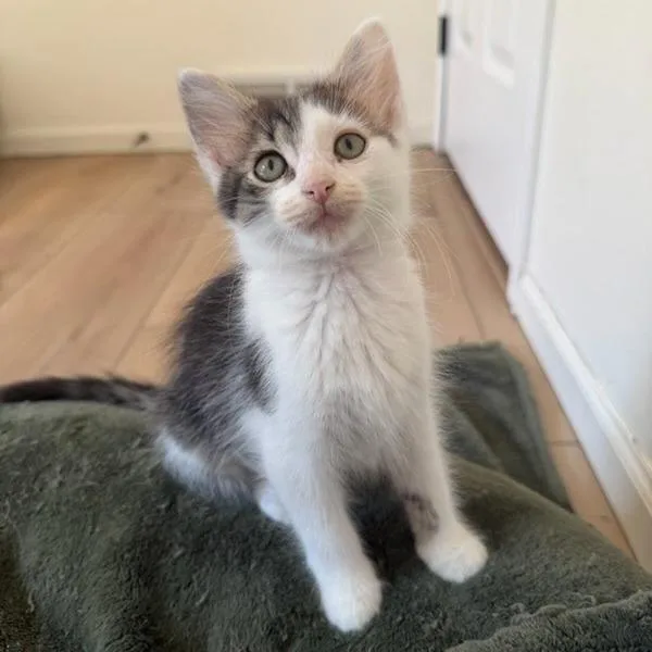 A baby small-sized female Brown / Chocolate Domestic Short Hair cat named Ursa for adoption in Eau Claire, WI