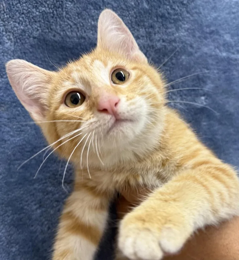 A baby medium-sized male Domestic Short Hair cat named Christopher for adoption in Ontario, OR