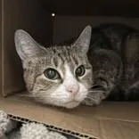 An adult medium-sized female Brown / Chocolate Domestic Short Hair cat named Golden for adoption in Hilliard, OH