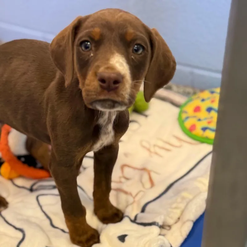 A baby small-sized female Brown / Chocolate Dalmatian dog named Rasta for adoption in Madisonville, TN