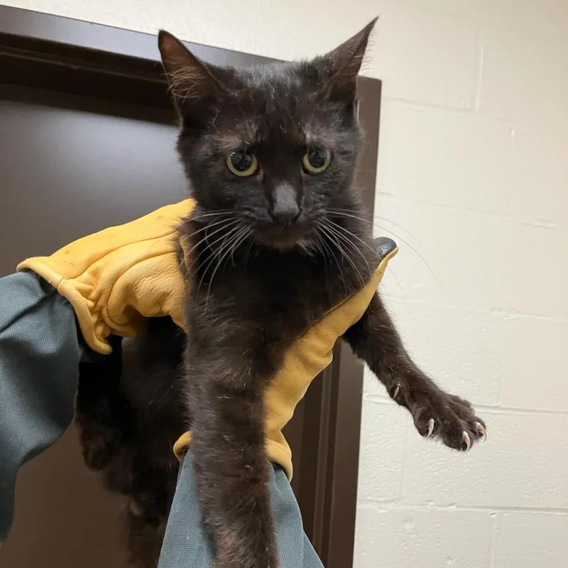 A young small-sized male Black Domestic Short Hair cat named SVASStray for adoption in Lyndhurst, VA