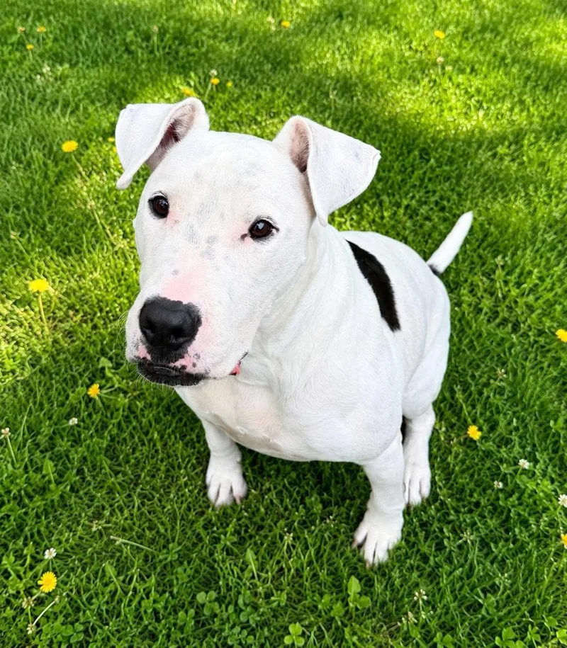 An adult medium-sized male White / Cream Bull Terrier dog named Mighty Moe for adoption in Atchison, KS
